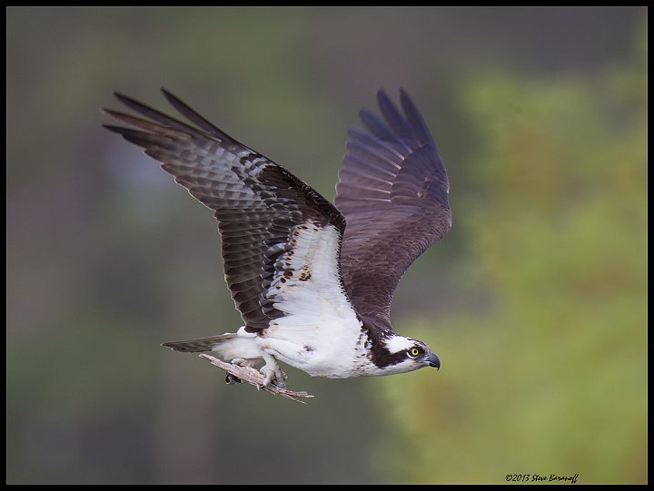 _3SB9227 osprey with nesting material.jpg
